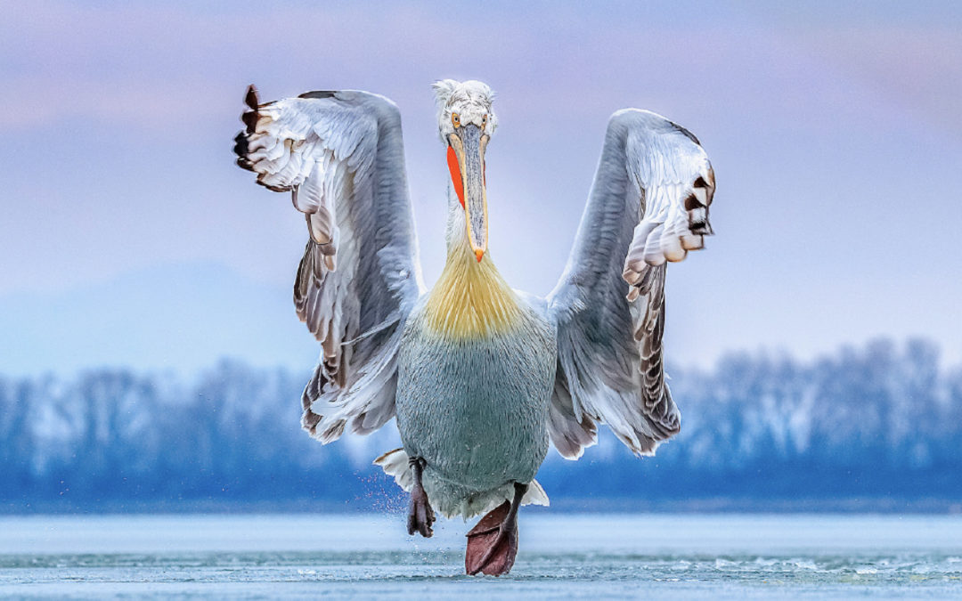 EXHIBITION: BIRD PHOTOGRAPHER OF THE YEAR