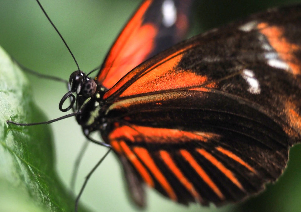 MACRO MASTERCLASS – STRATFORD BUTTERFLY FARM