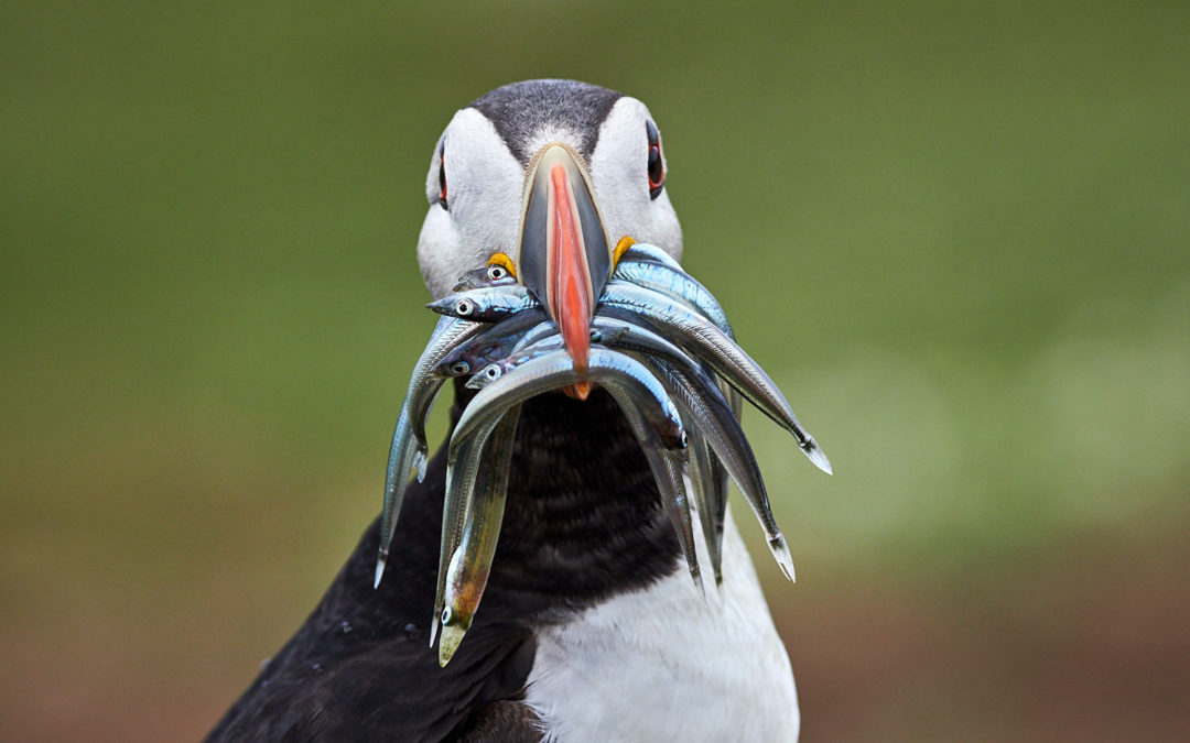 SKOMER ISLAND WITH NATURESHIP – FULLY BOOKED