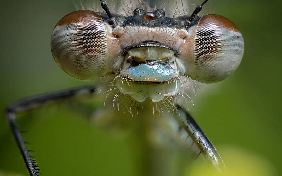 MACRO FOCUS STACKING WITH GERAINT RADFORD
