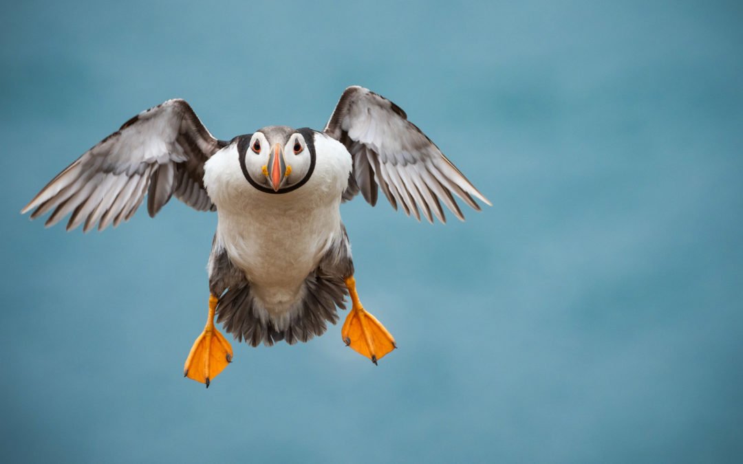 SKOMER ISLAND WITH NATURESHIP – FULLY BOOKED
