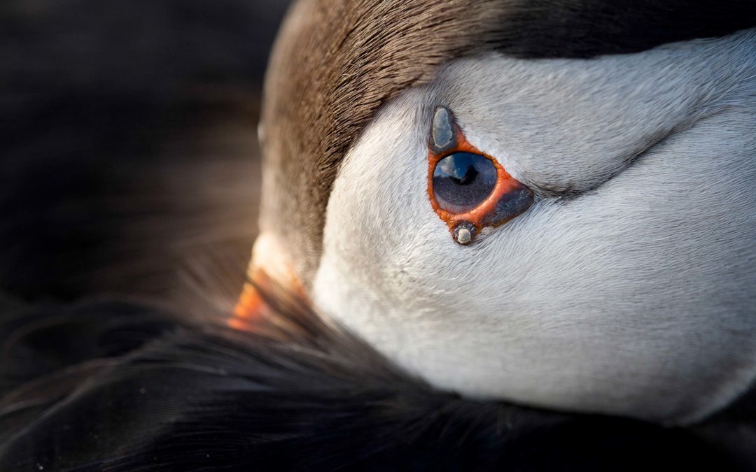 SKOMER PHOTOGRAPHY TOUR WITH TESNI WARD