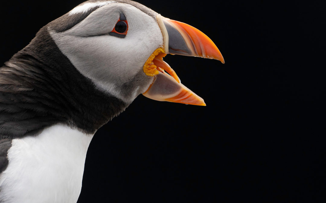 SKOMER PHOTOGRAPHY TOUR WITH TESNI WARD