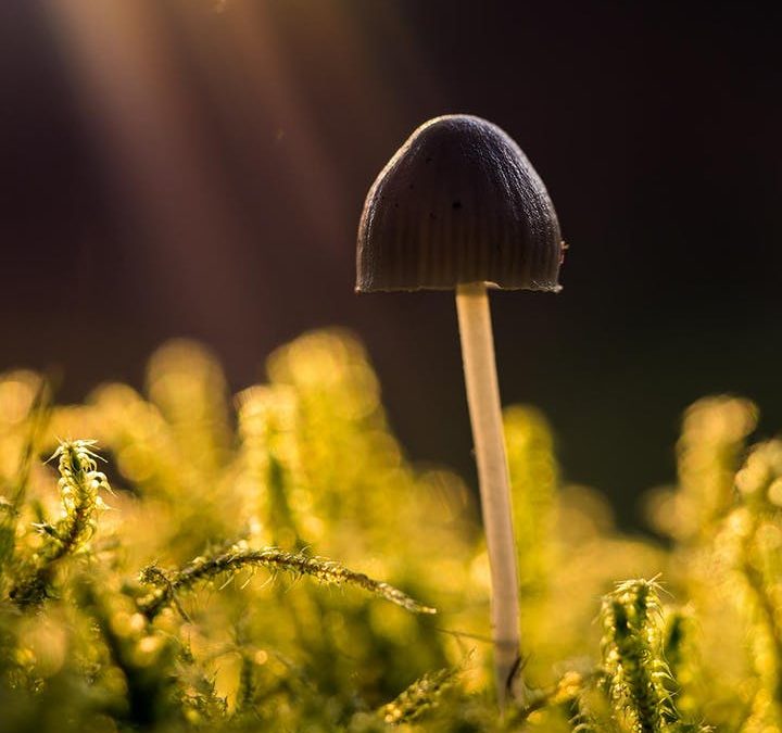 INTRODUCTION TO MACRO PHOTOGRAPHY WITH GERAINT RADFORD