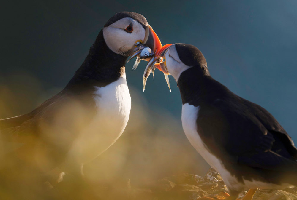 SKOMER PHOTOGRAPHY TOUR WITH TESNI WARD