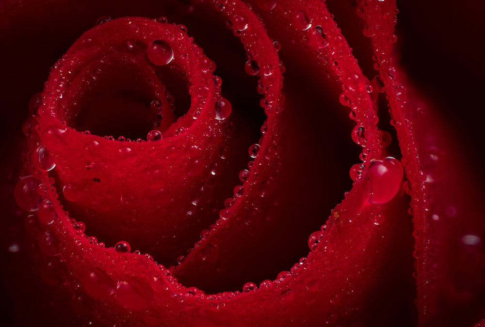 OLYMPUS FOCUS STACKING & BRACKETING WORKSHOP